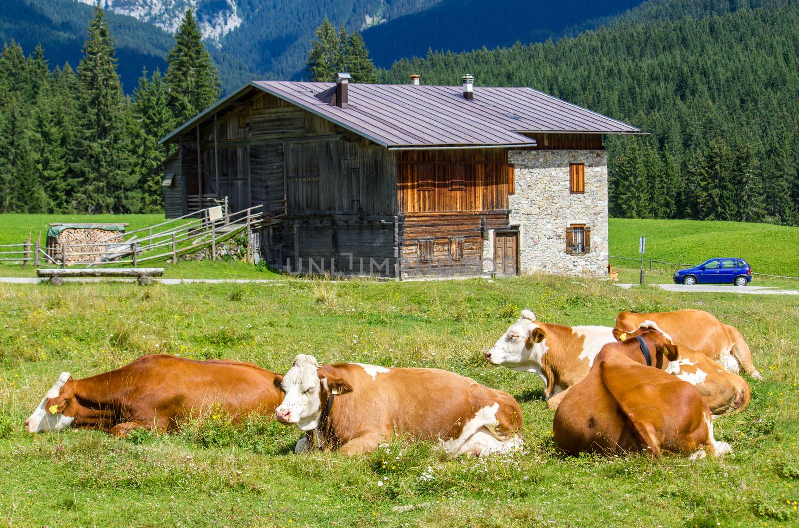 Cows grazing on a green summer meadow with hut in background.
