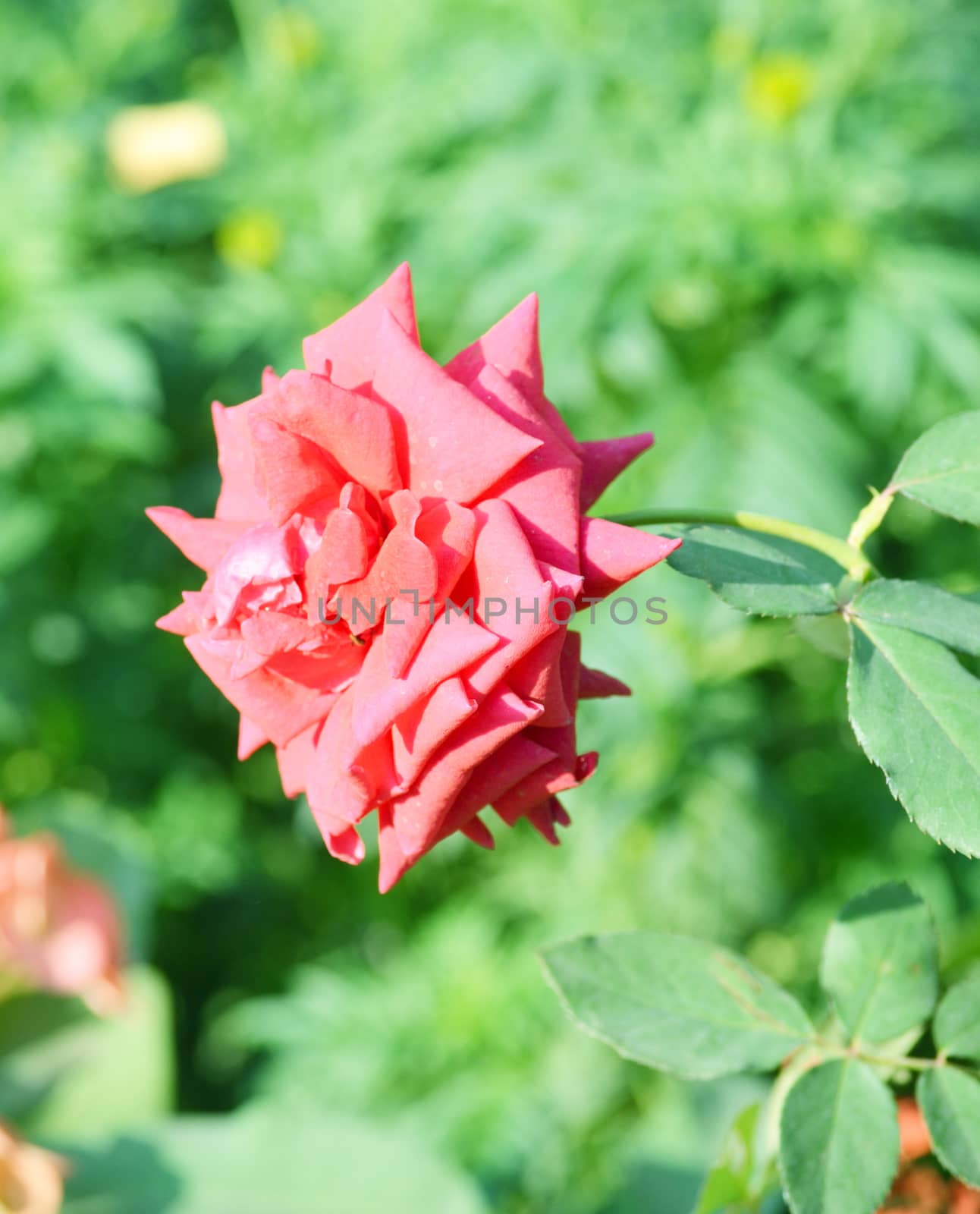 Pink color flower isolate green leaf background by Emdaduljs