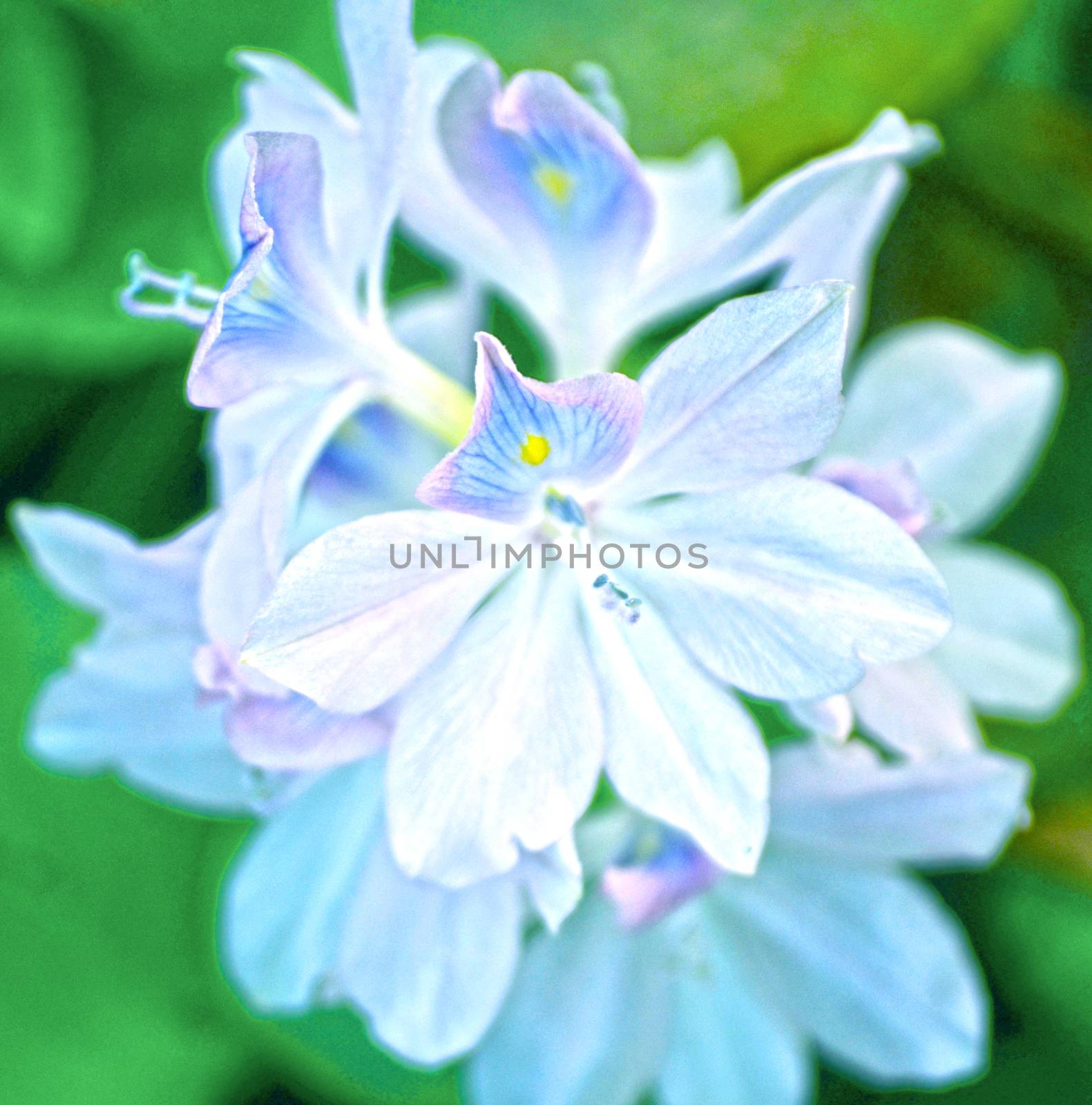 White color flower isolate green leaf background by Emdaduljs