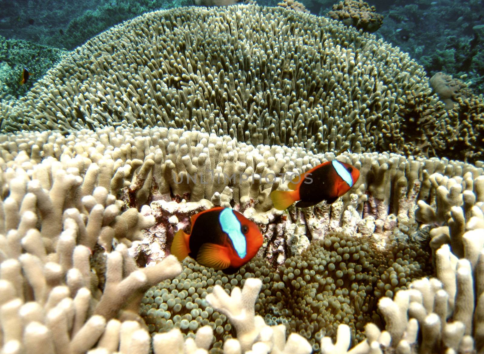 Pomacentridae, Clown Fish or Anemone fish in Queensland Coral Re by jovannig
