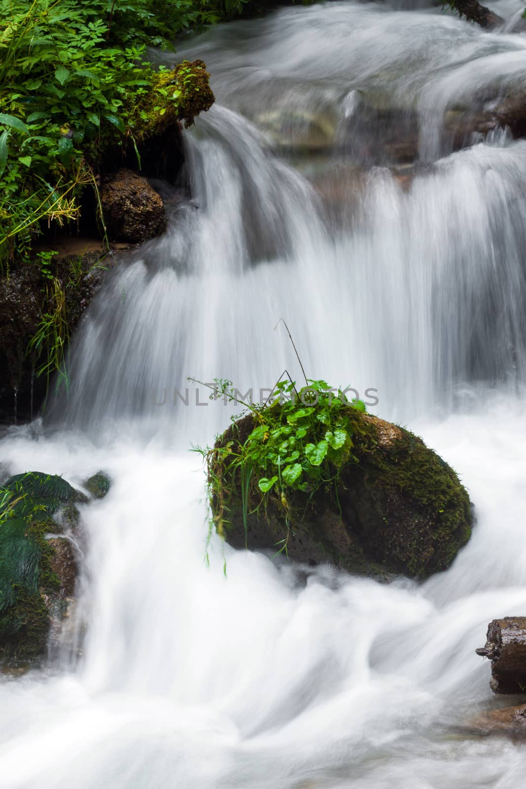 Forest stream surrounded by vegetation running over rocks