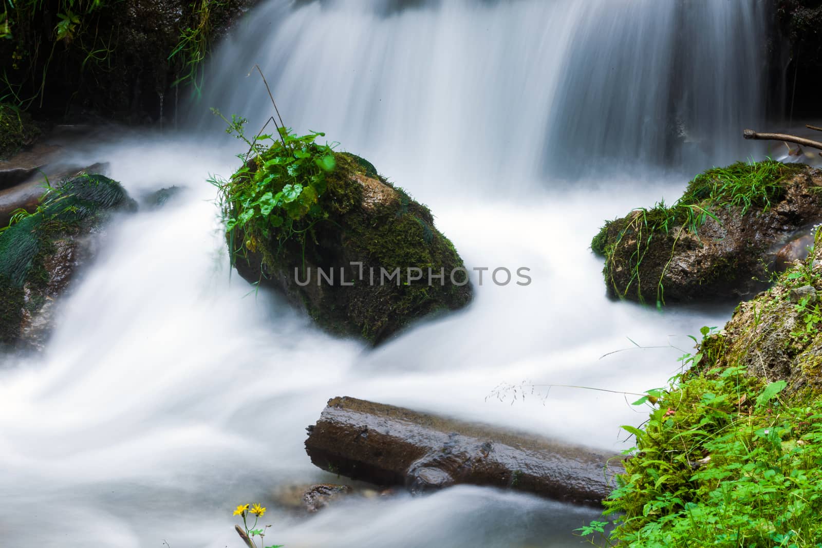 Forest stream surrounded by vegetation running over rocks