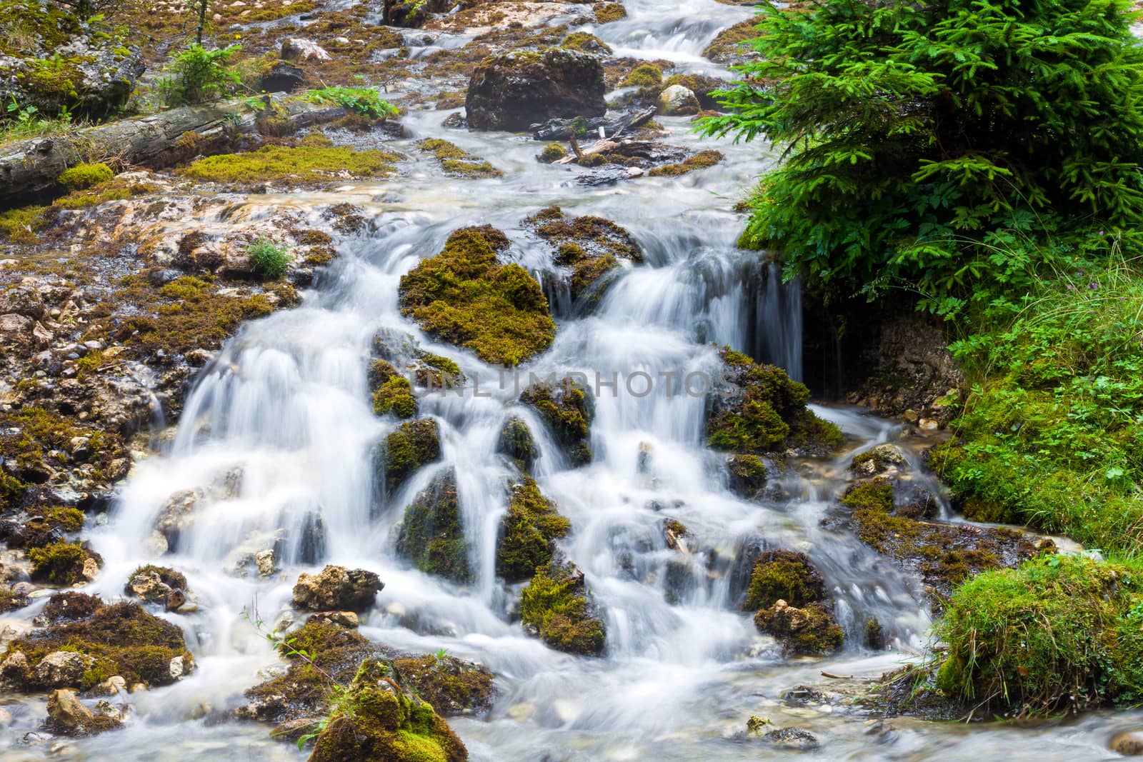 Forest stream surrounded by vegetation running over rocks
