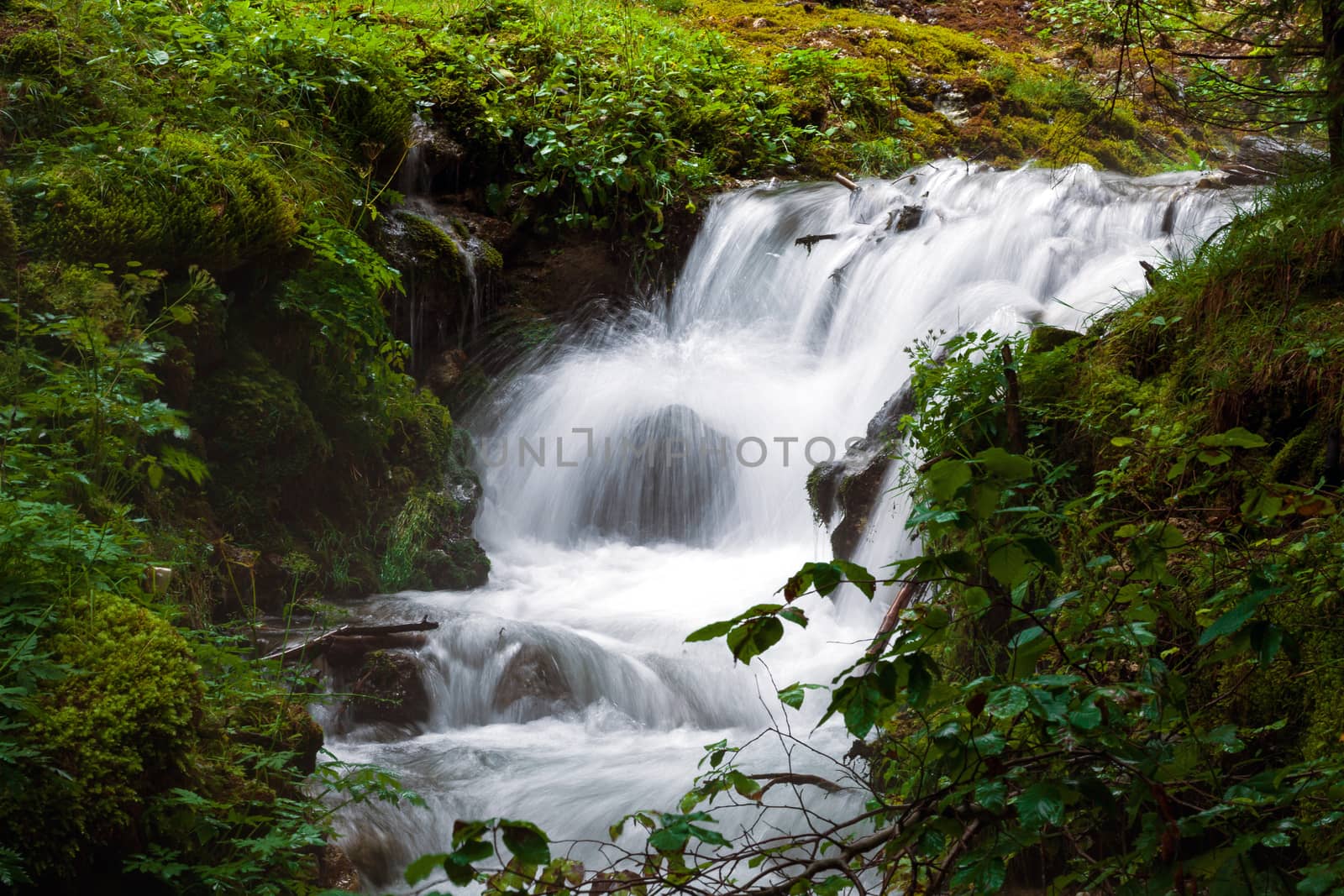 Forest stream surrounded by vegetation running over rocks