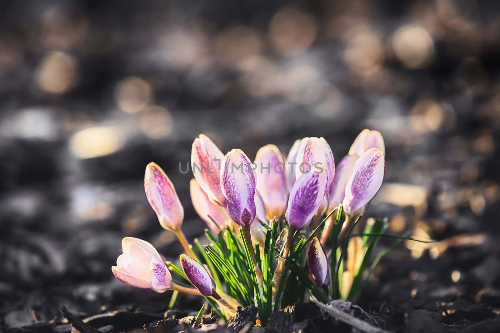 purple crocus in the spring garden