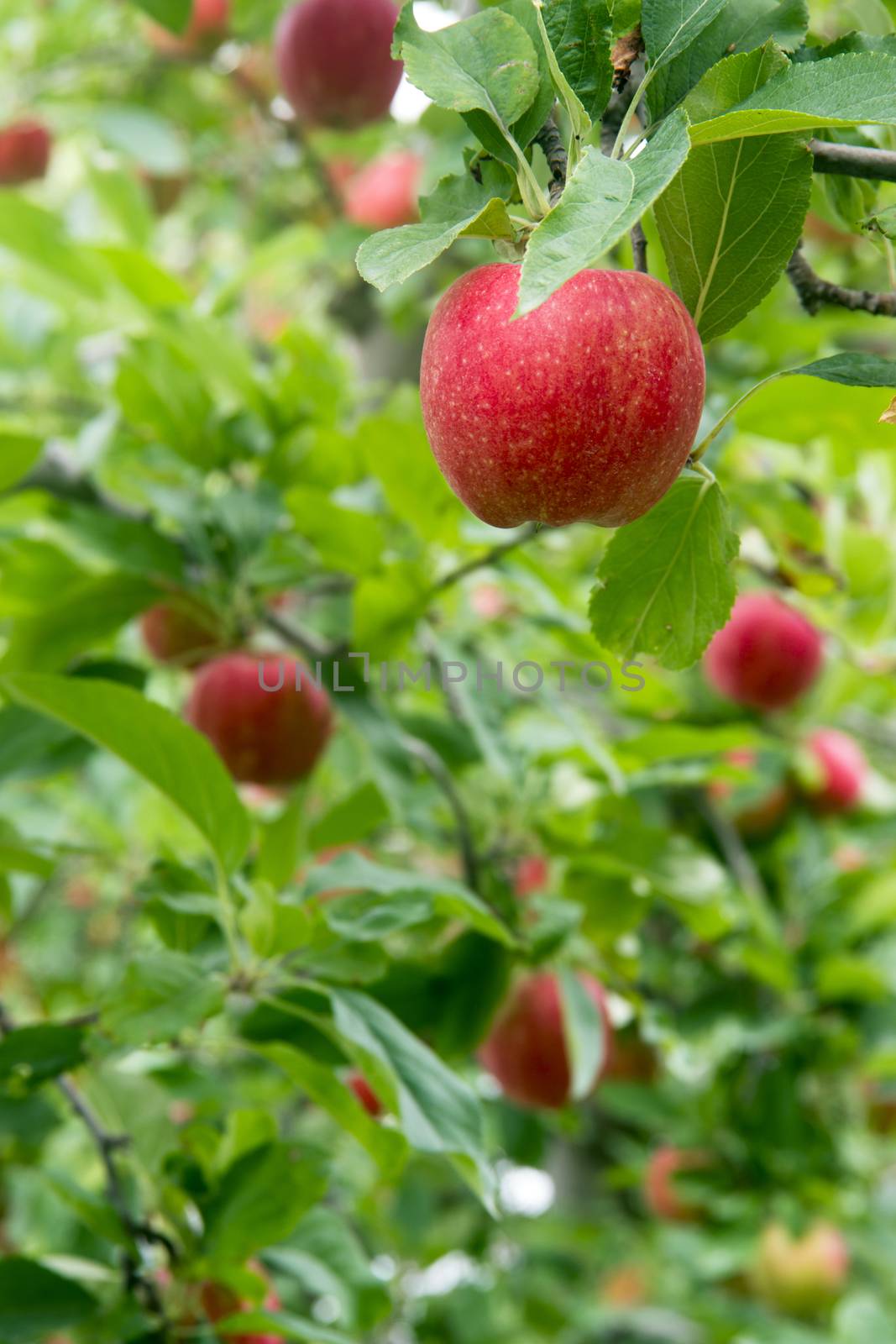 Apples hang in the orchard waiting to ripen