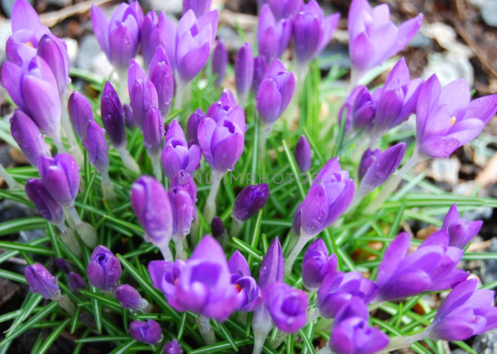 Crocus