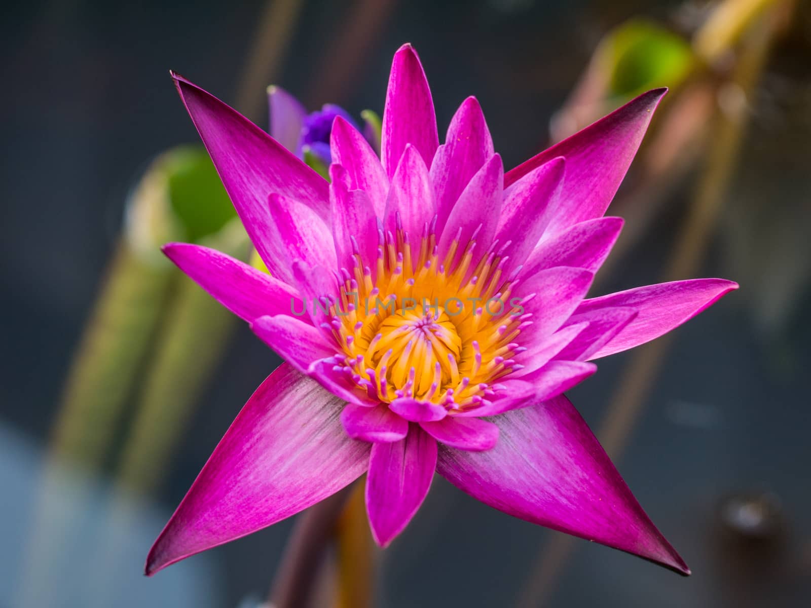 Pink lotus by sompopstockphoto
