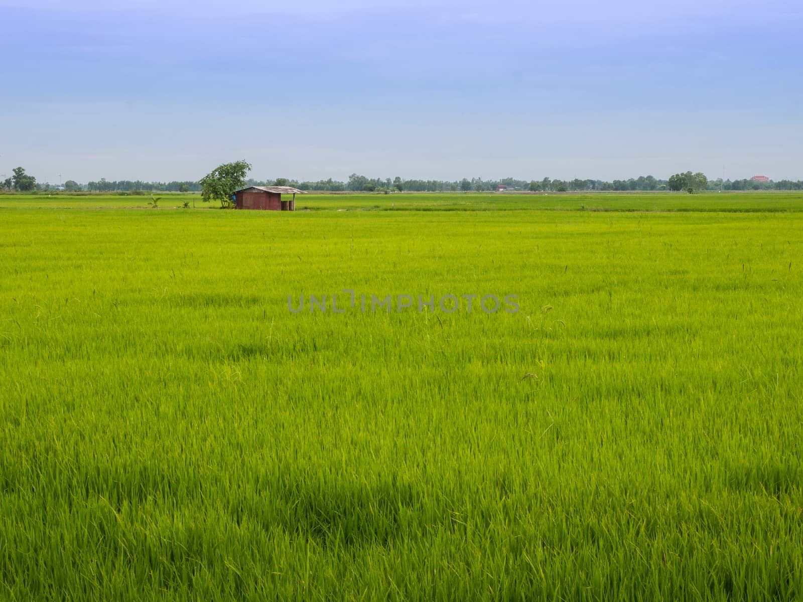 Green rice field with hut