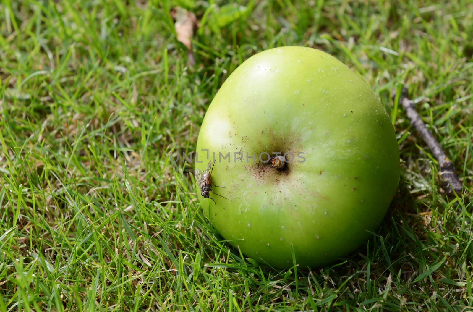 Flesh fly on a windfall apple lying on green grass