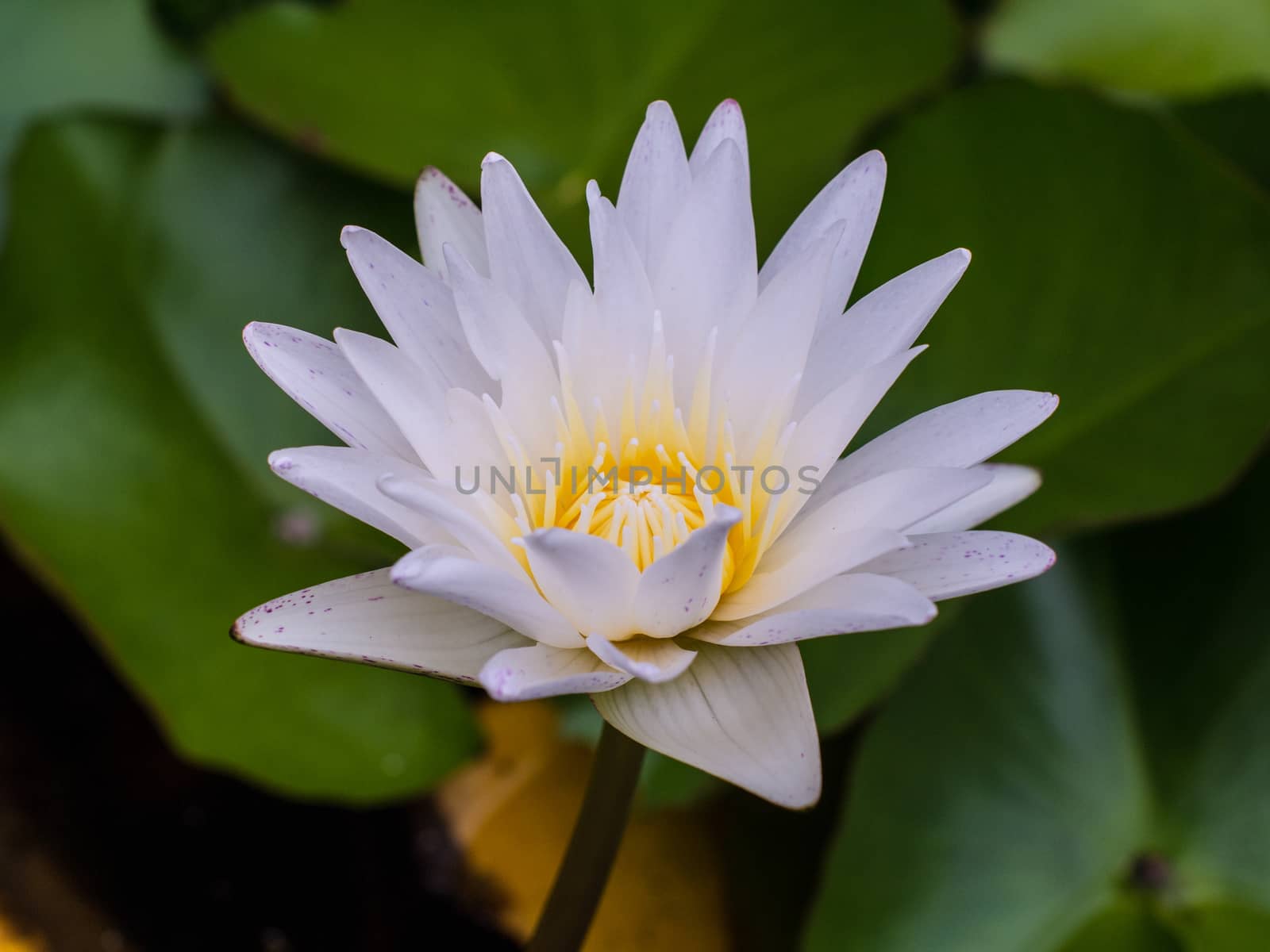 Beautiful blooming white lotus in water