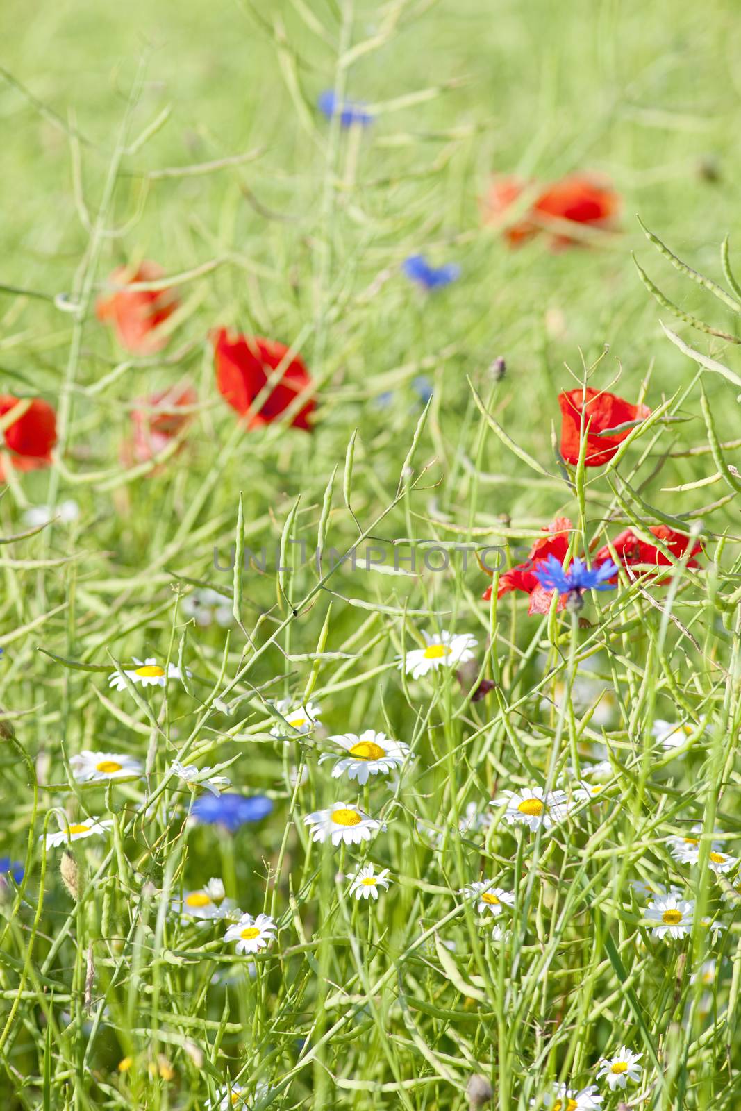 Wild Flowers on the Meadow by courtyardpix