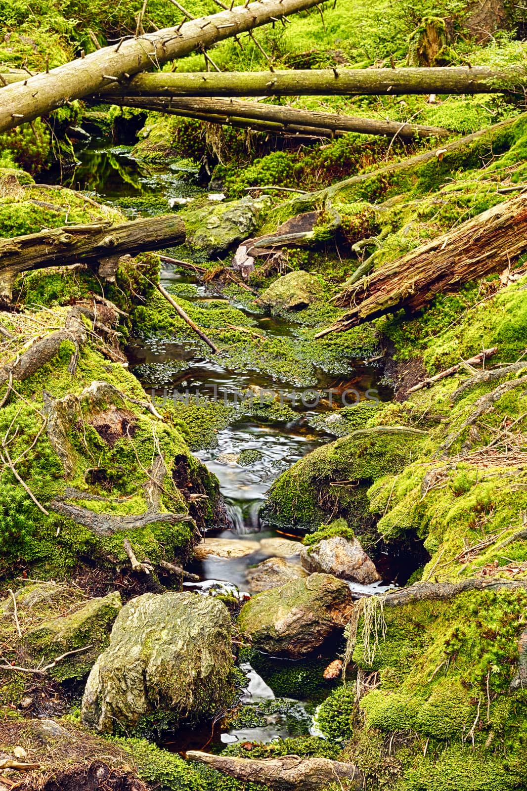 The primeval forest with mossed ground and the creek - HDR
