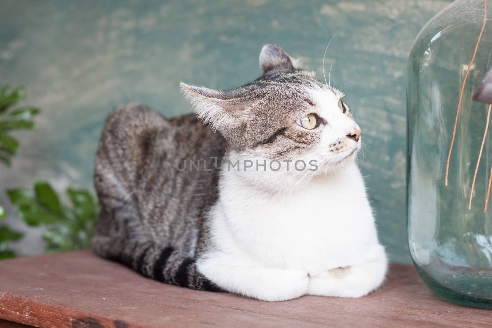 Siamese cat lying on wooden table, stock photo