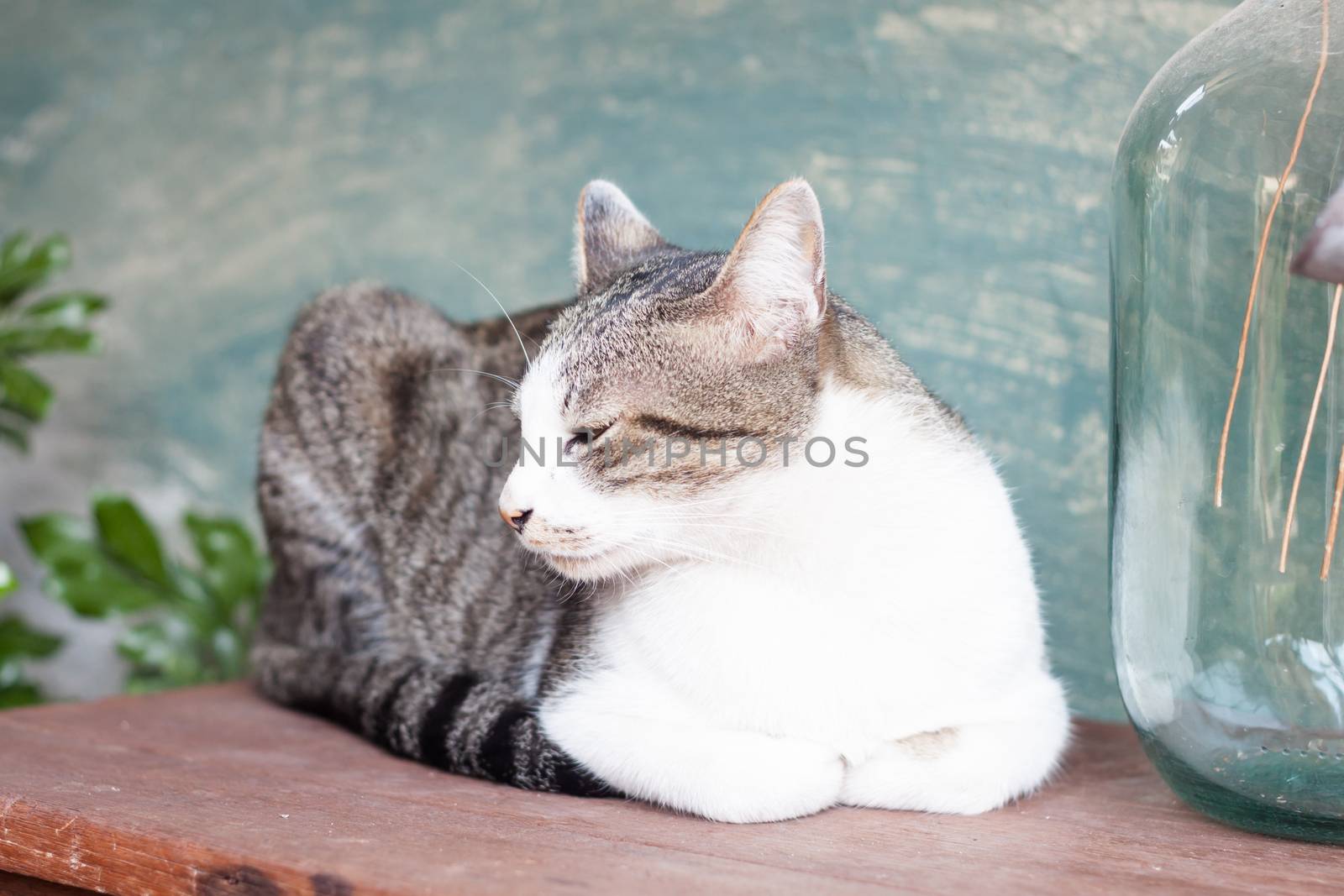 Siamese cat lying on wooden table, stock photo