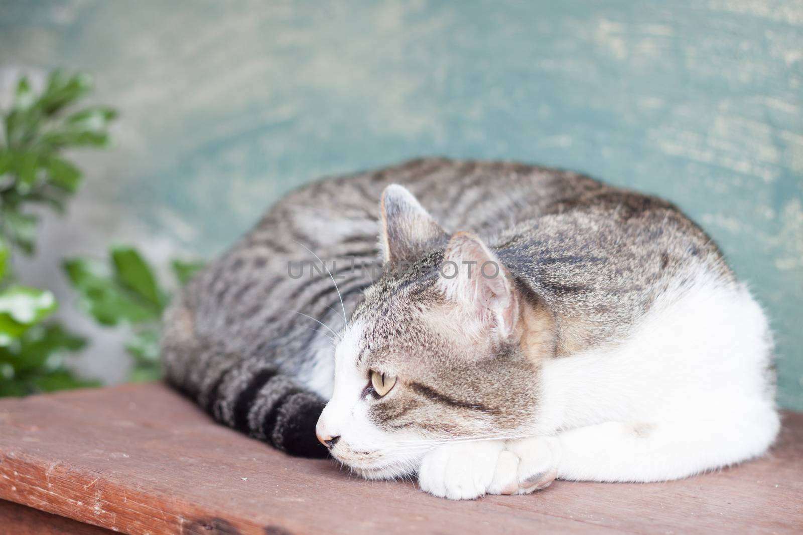 Siamese cat lying on wooden table, stock photo