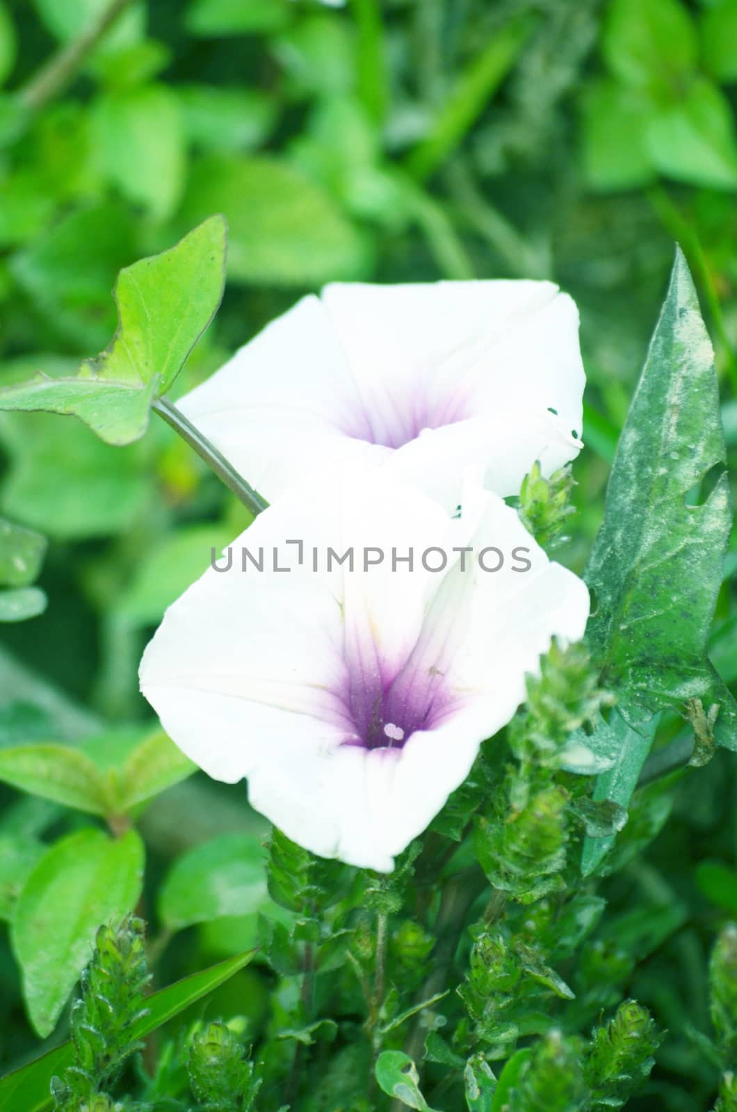 White color flower isolate green leaf background