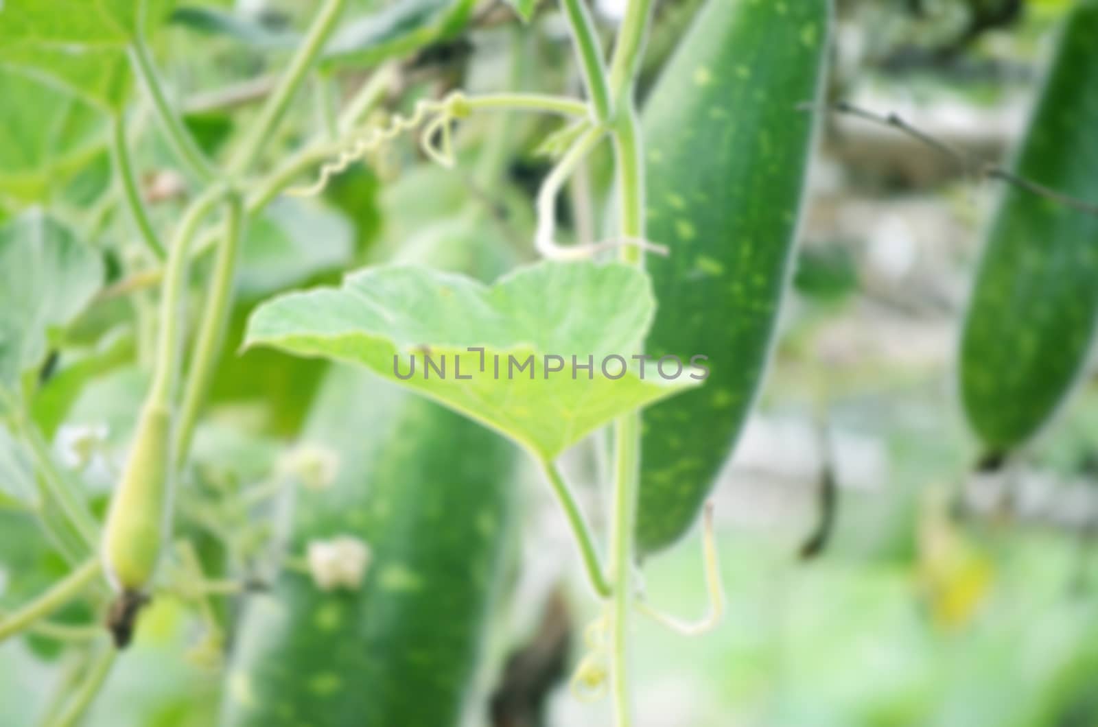 Natural green leaf vegetables and meadows lens blur background