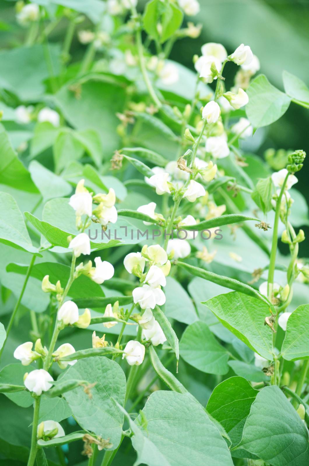 White color flower isolate green leaf background by Emdaduljs