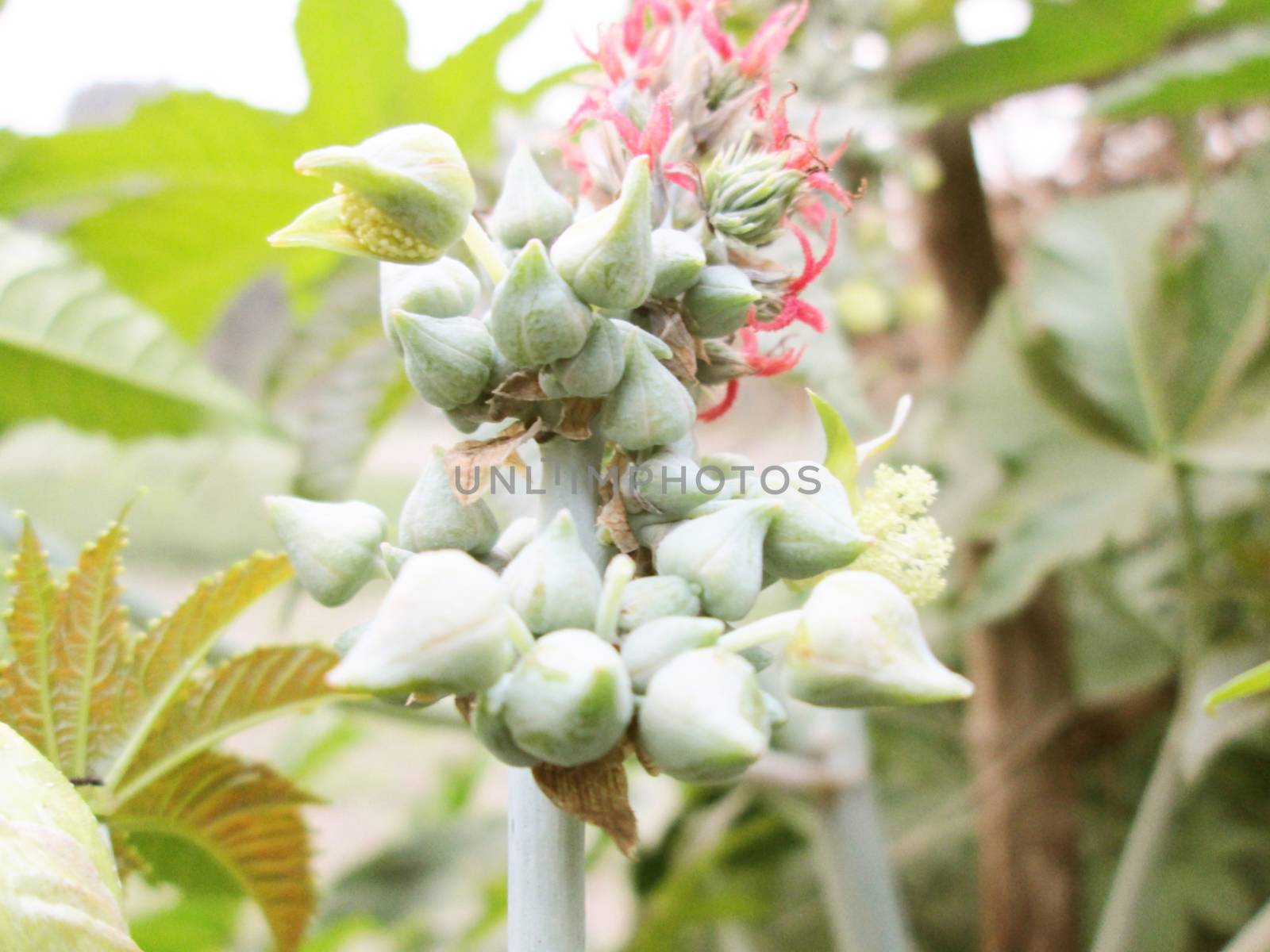 Papaya Flower on tree with green leaf background