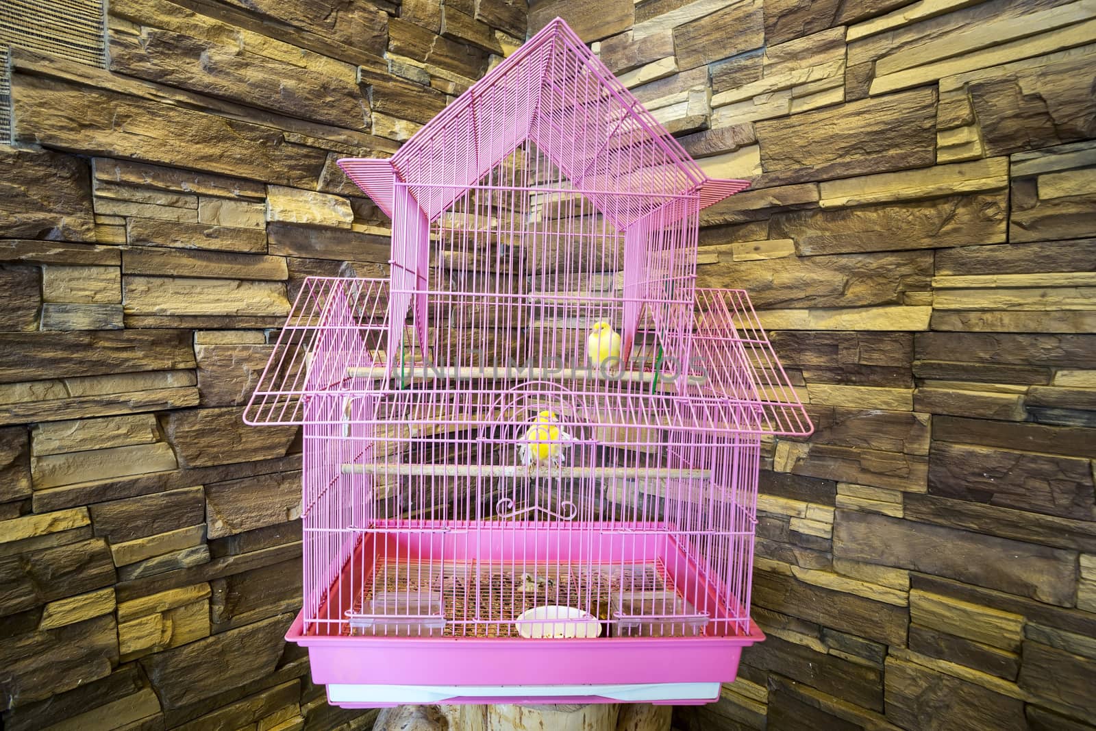 Birds in the cage in the background stone walls.