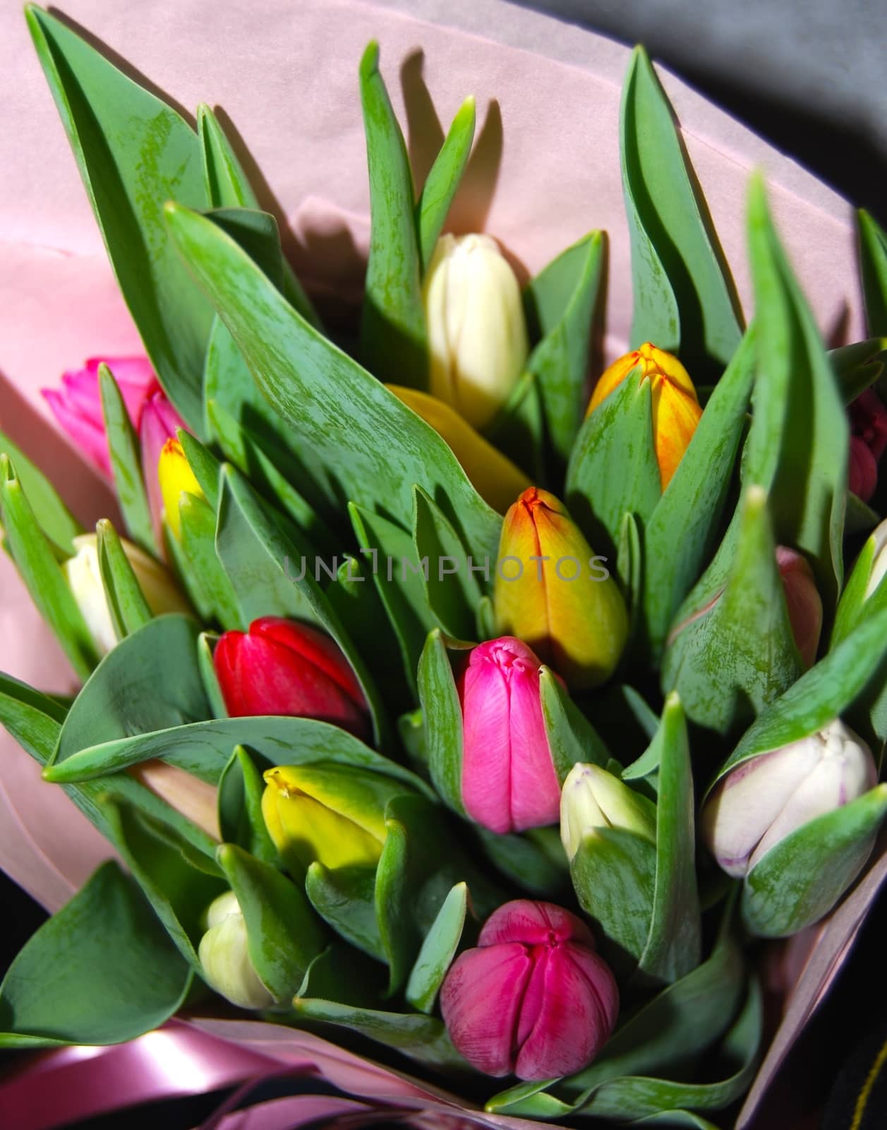 Tulips by Afoto