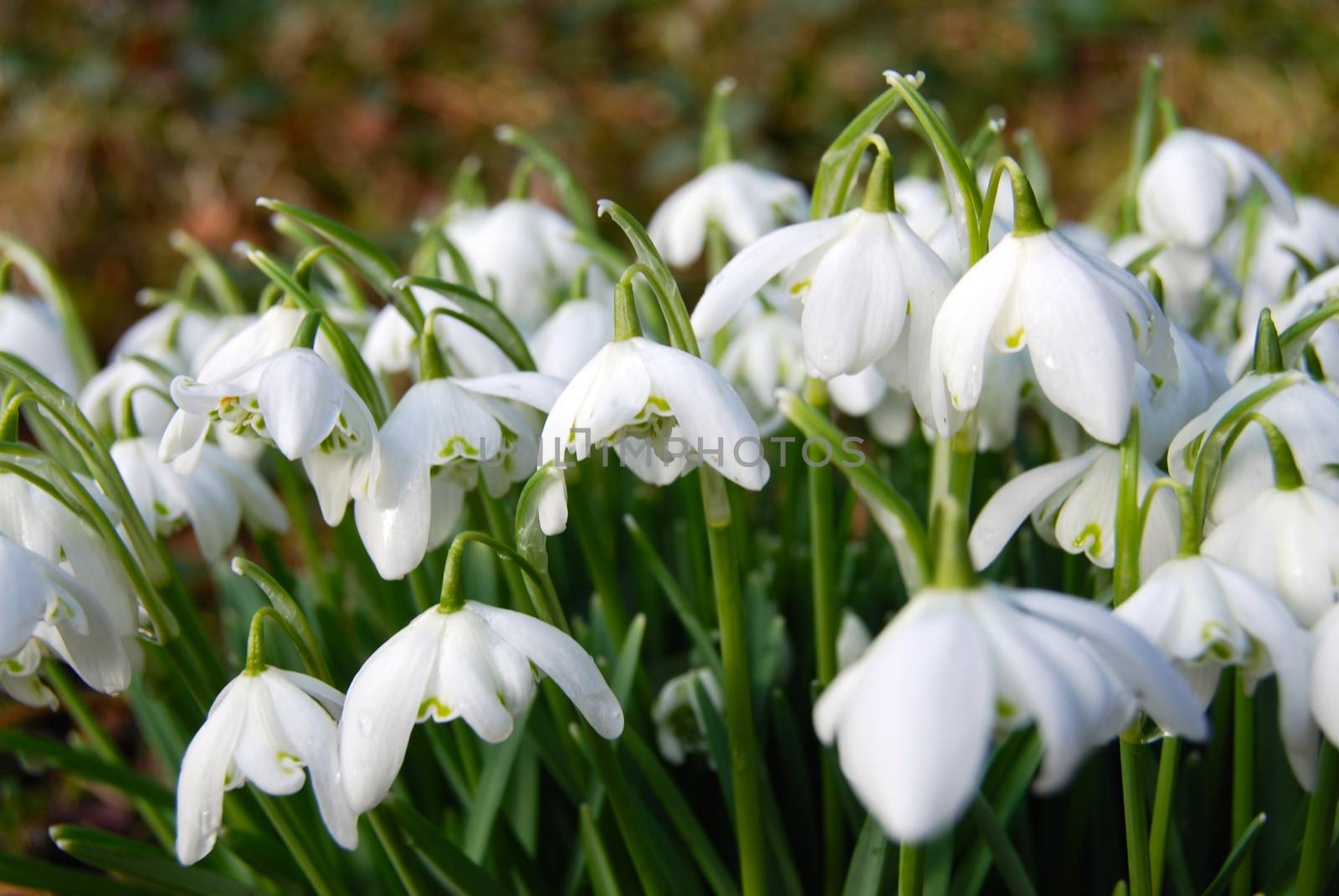 Snowdrops, Galantus nivale "Flore Pleno"