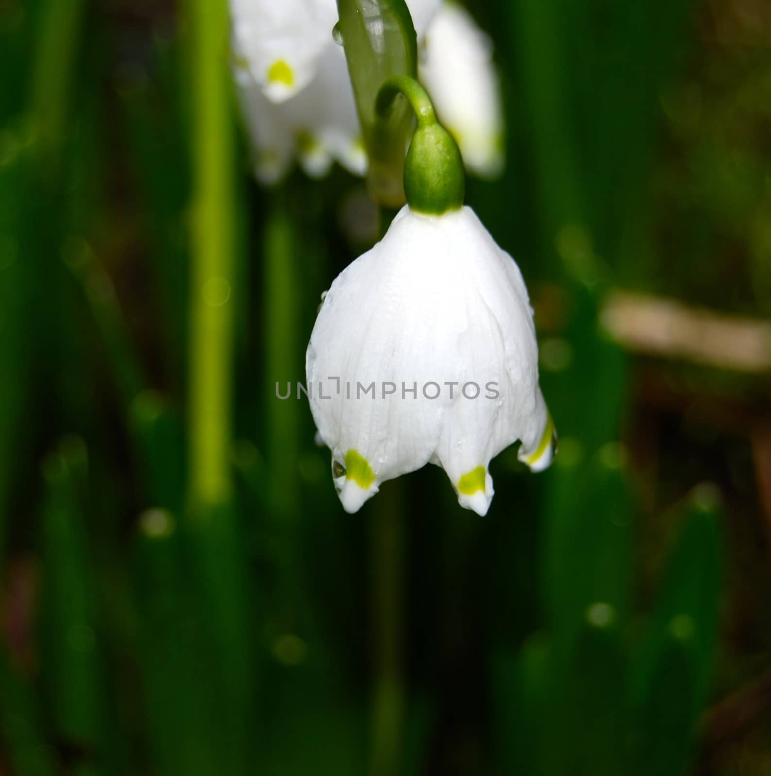 Snowdrop by Afoto