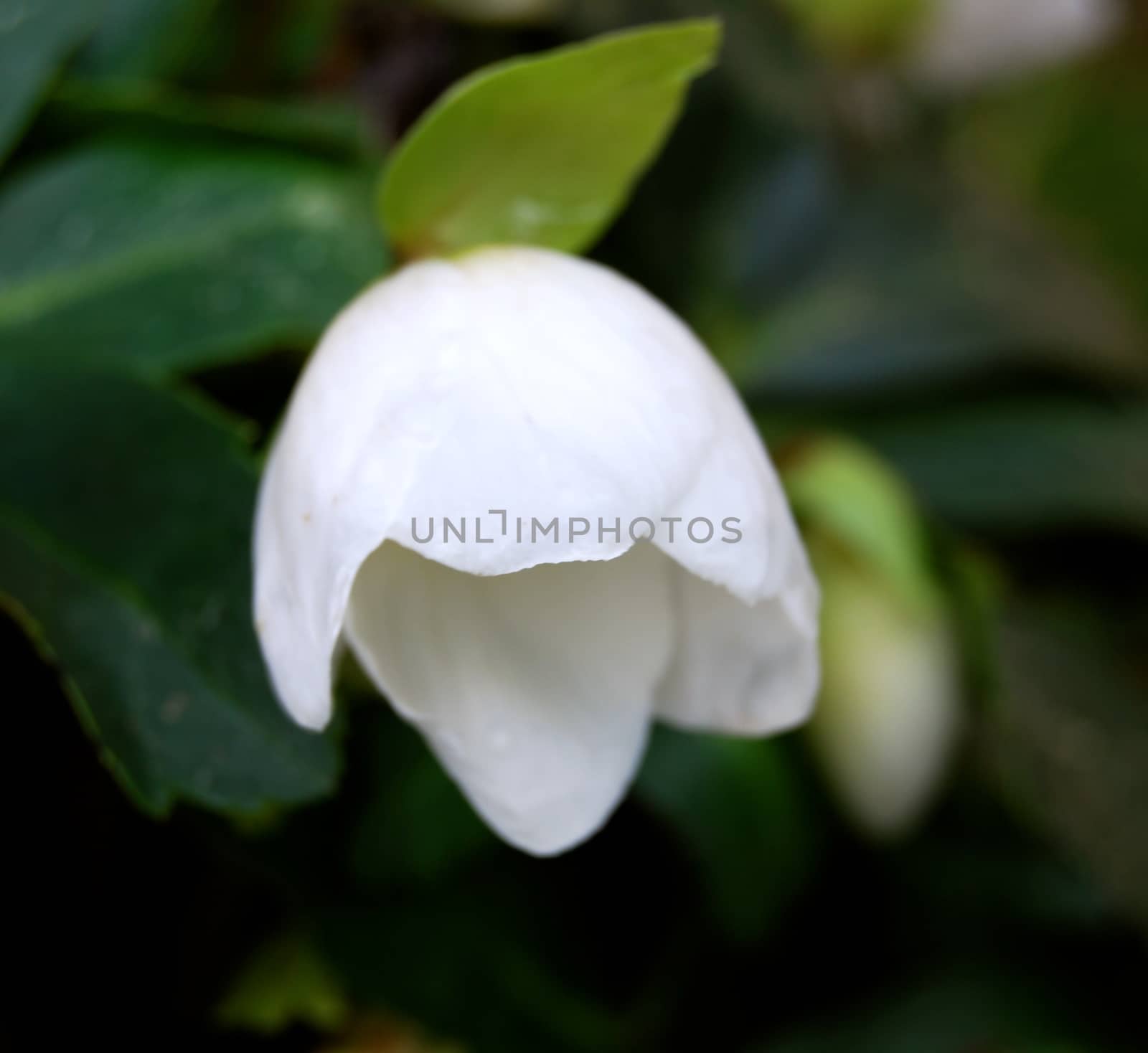 Christmas rose by Afoto