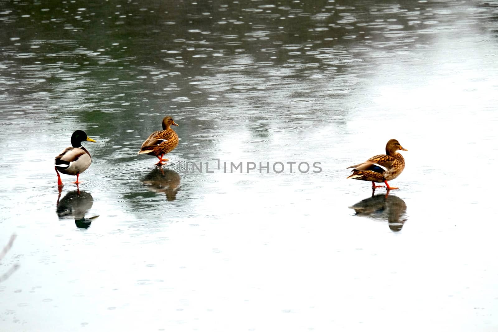 Ducks on ice by Afoto