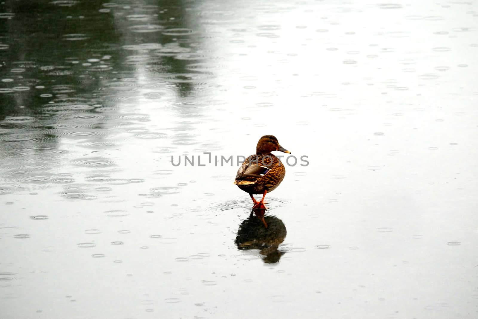 Duck on ice by Afoto