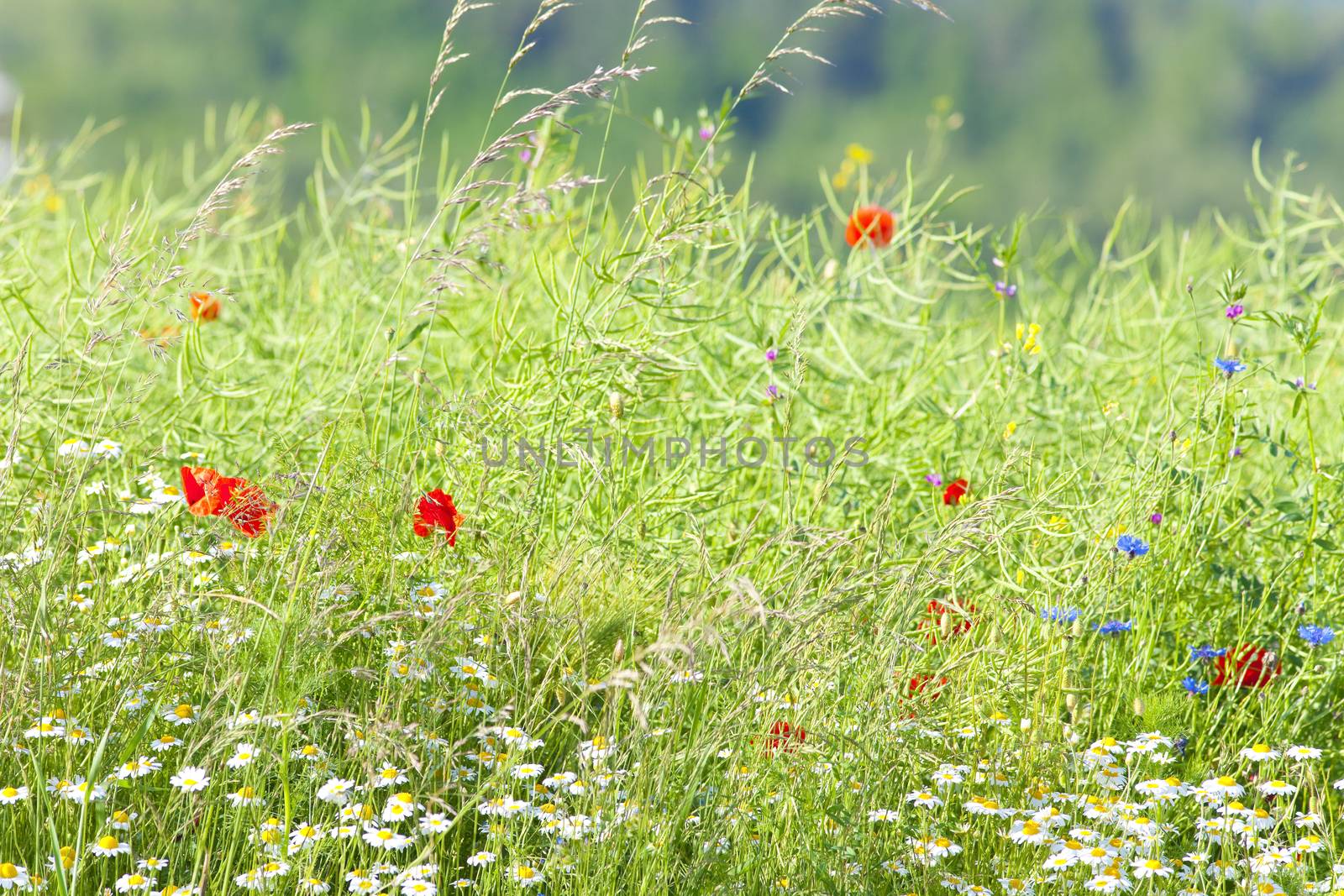 Wild Flowers on the Meadow at Spring