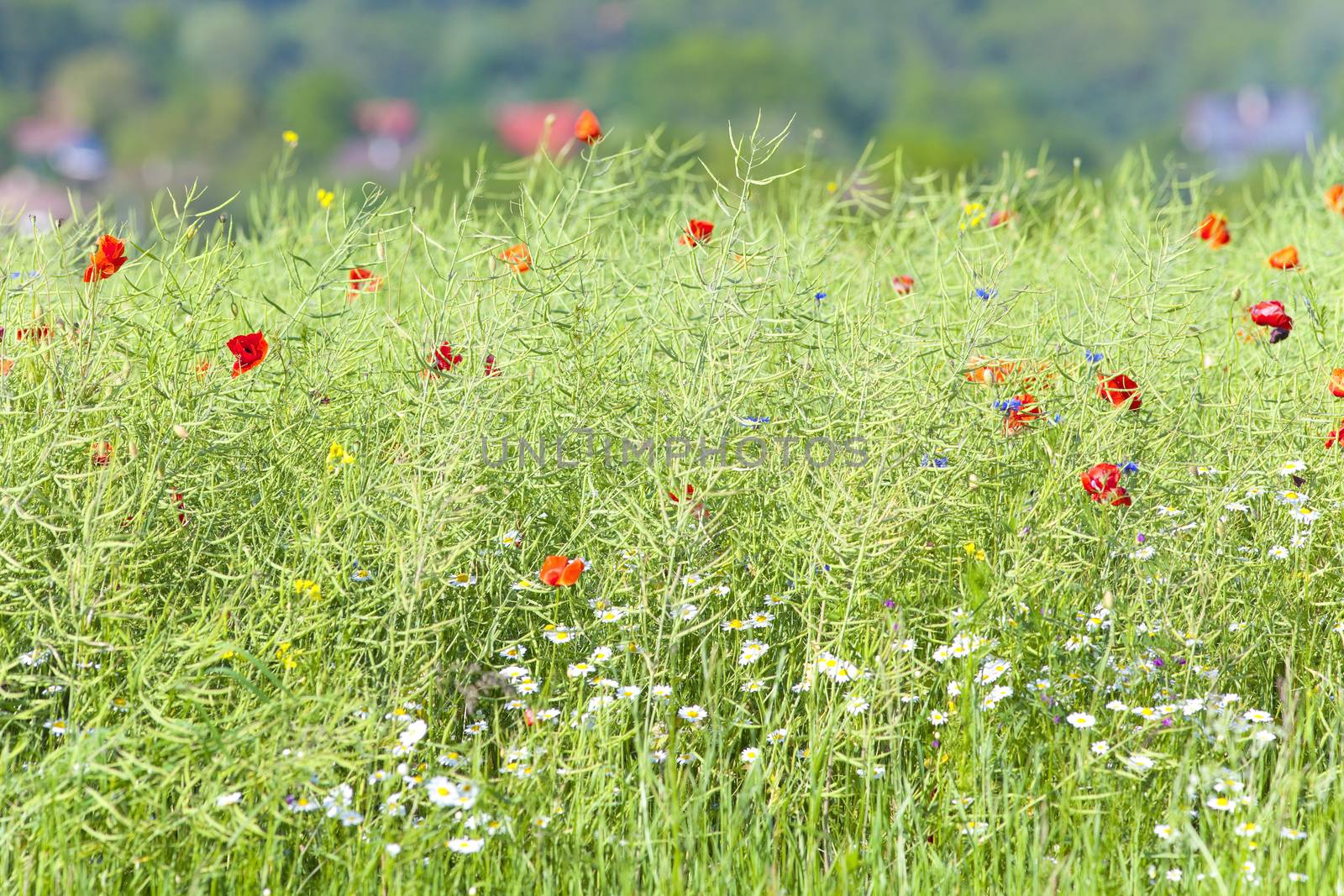 Wild Flowers on the Meadow by courtyardpix