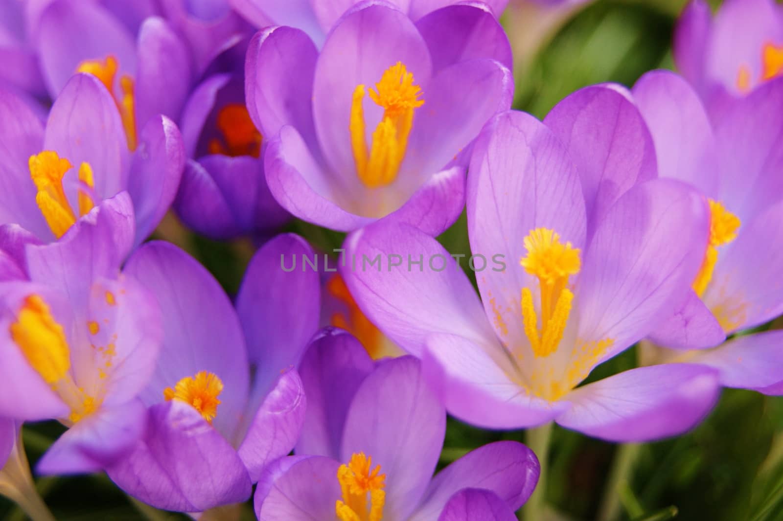 A close-up image of colourful Spring Crocus flowers.