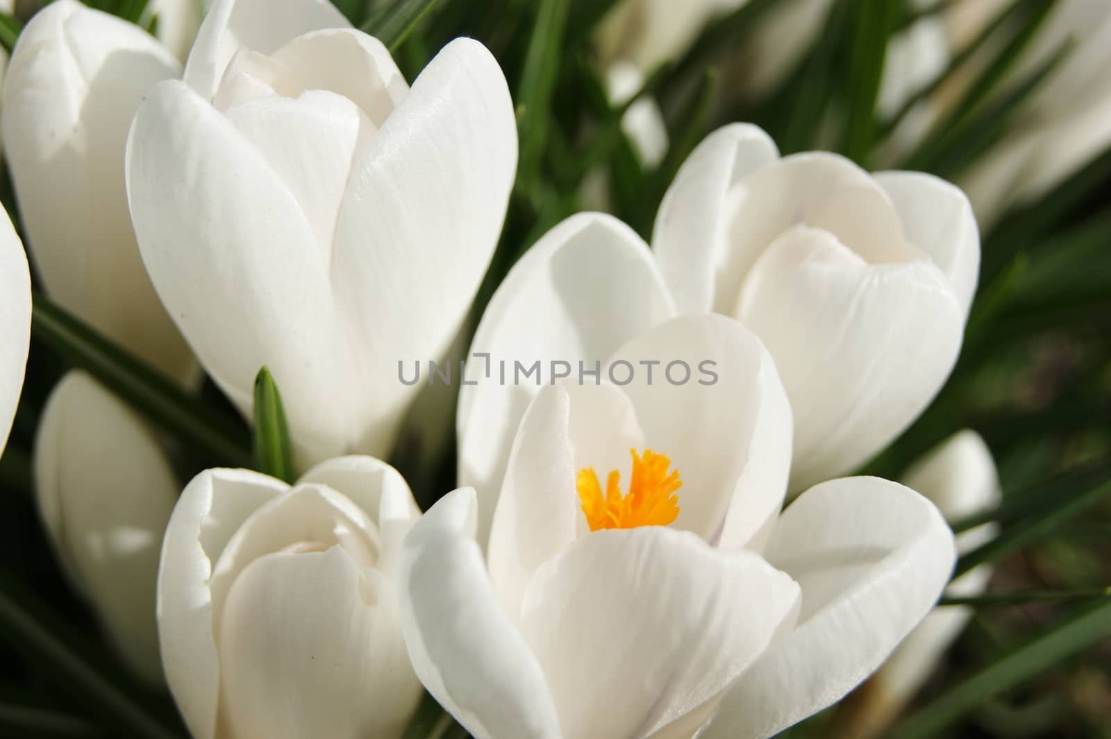 White Crocus Flowers. by paulst