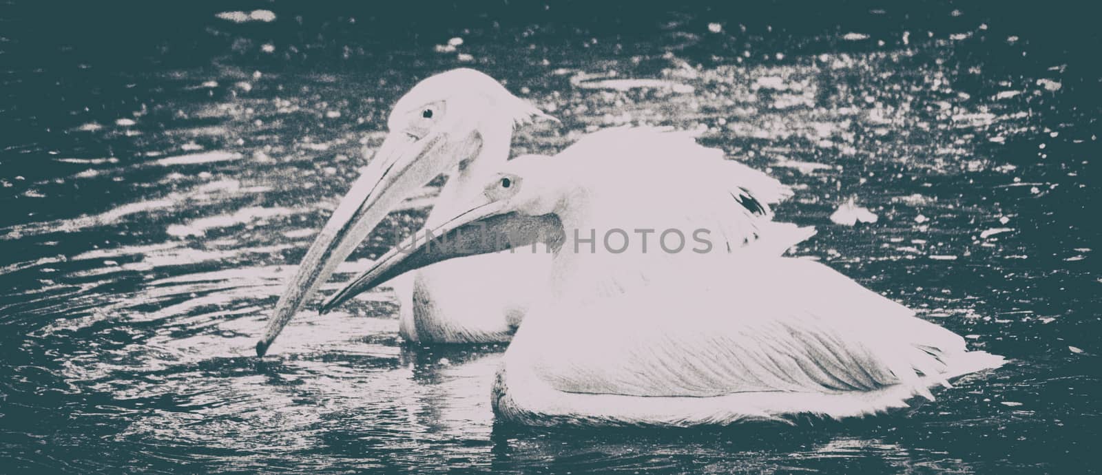 Portrait of Photo of beautiful white swan in the lake by Emdaduljs