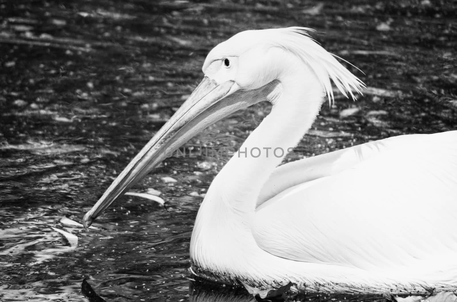 Portrait of Photo of beautiful white swan in the lake