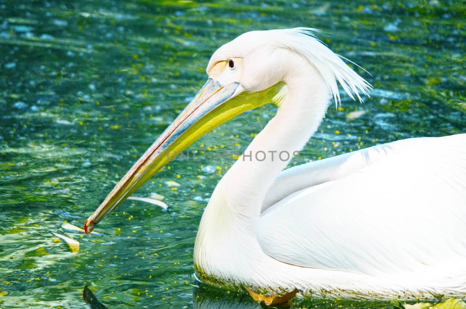 Portrait of Photo of beautiful white swan in the lake