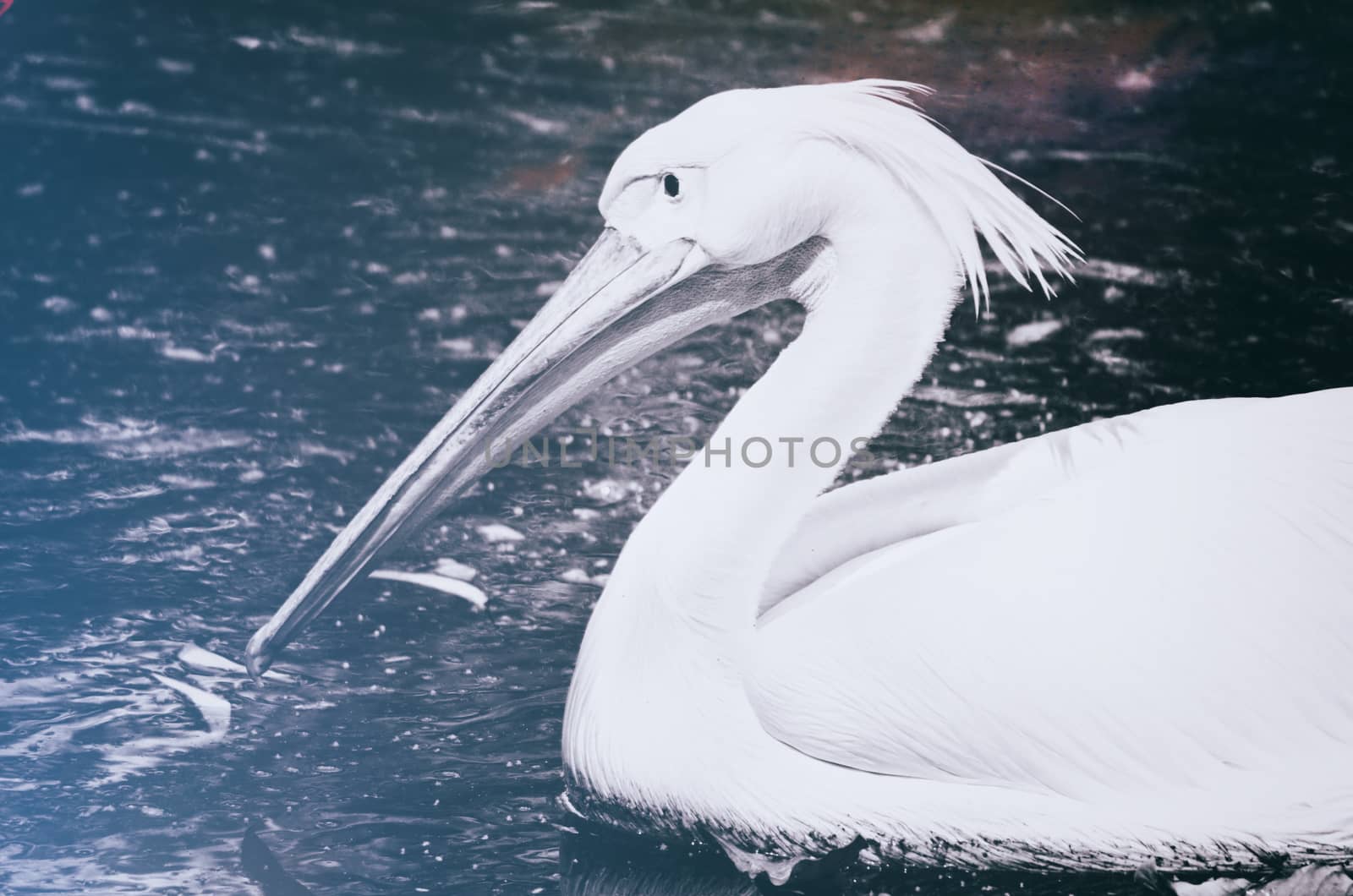 Portrait of Photo of beautiful white swan in the lake