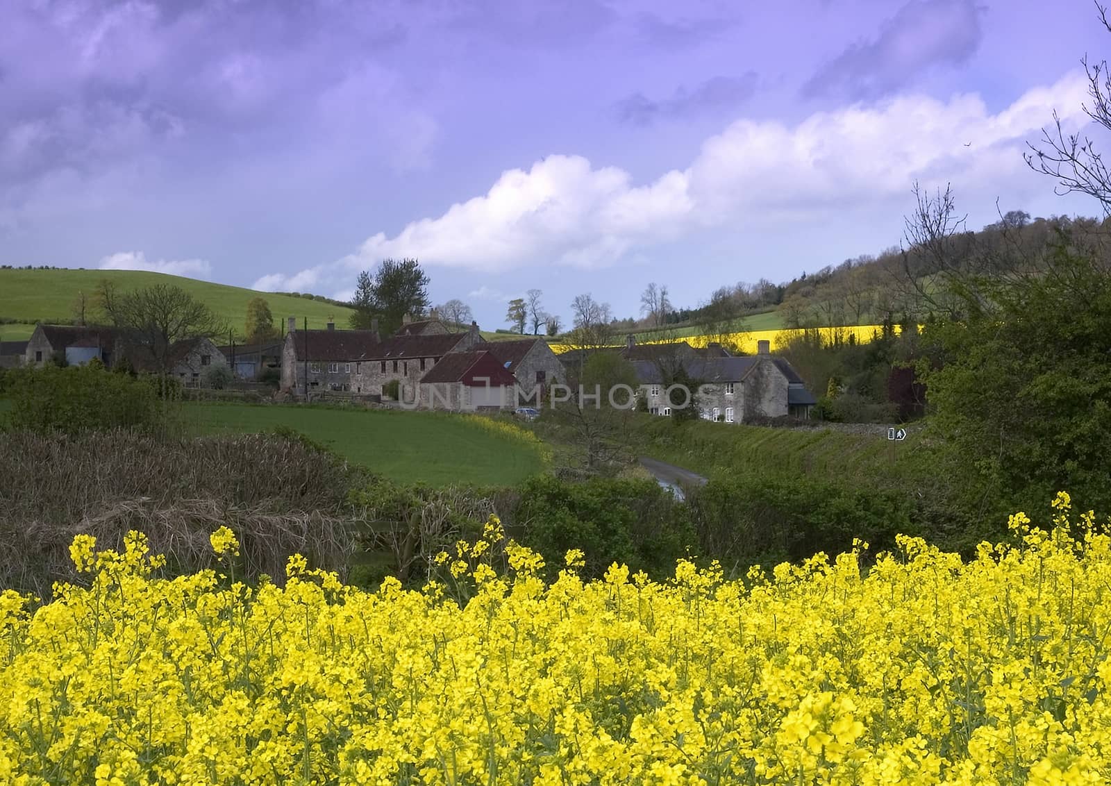 A view of Priston village over a crop of rape seed