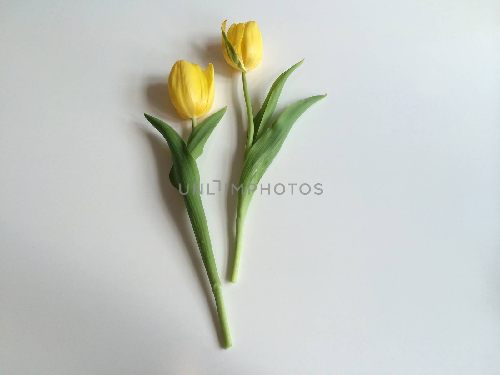 Two yellow tulips on white