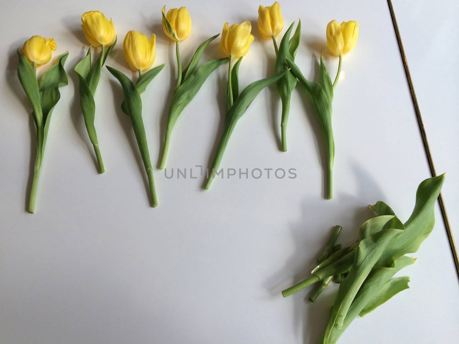 Yellow tulips by mmm