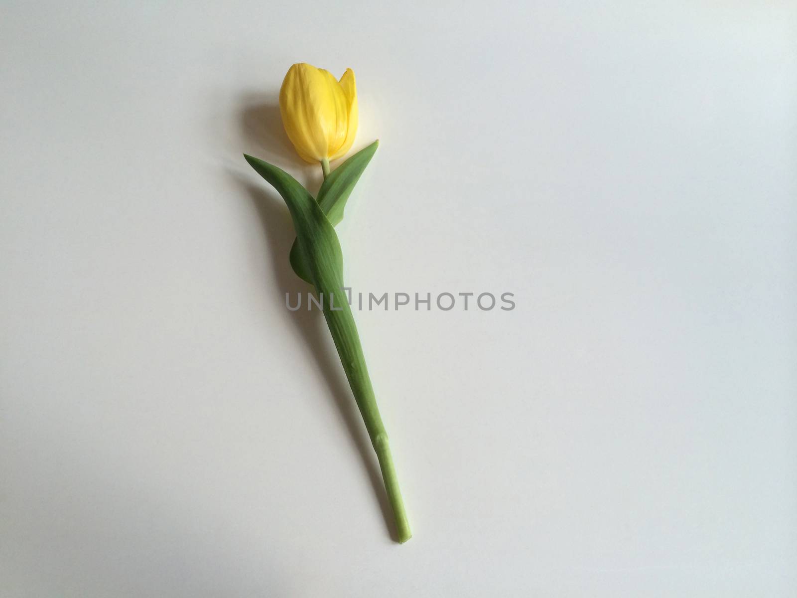 Single yellow tulip on white
