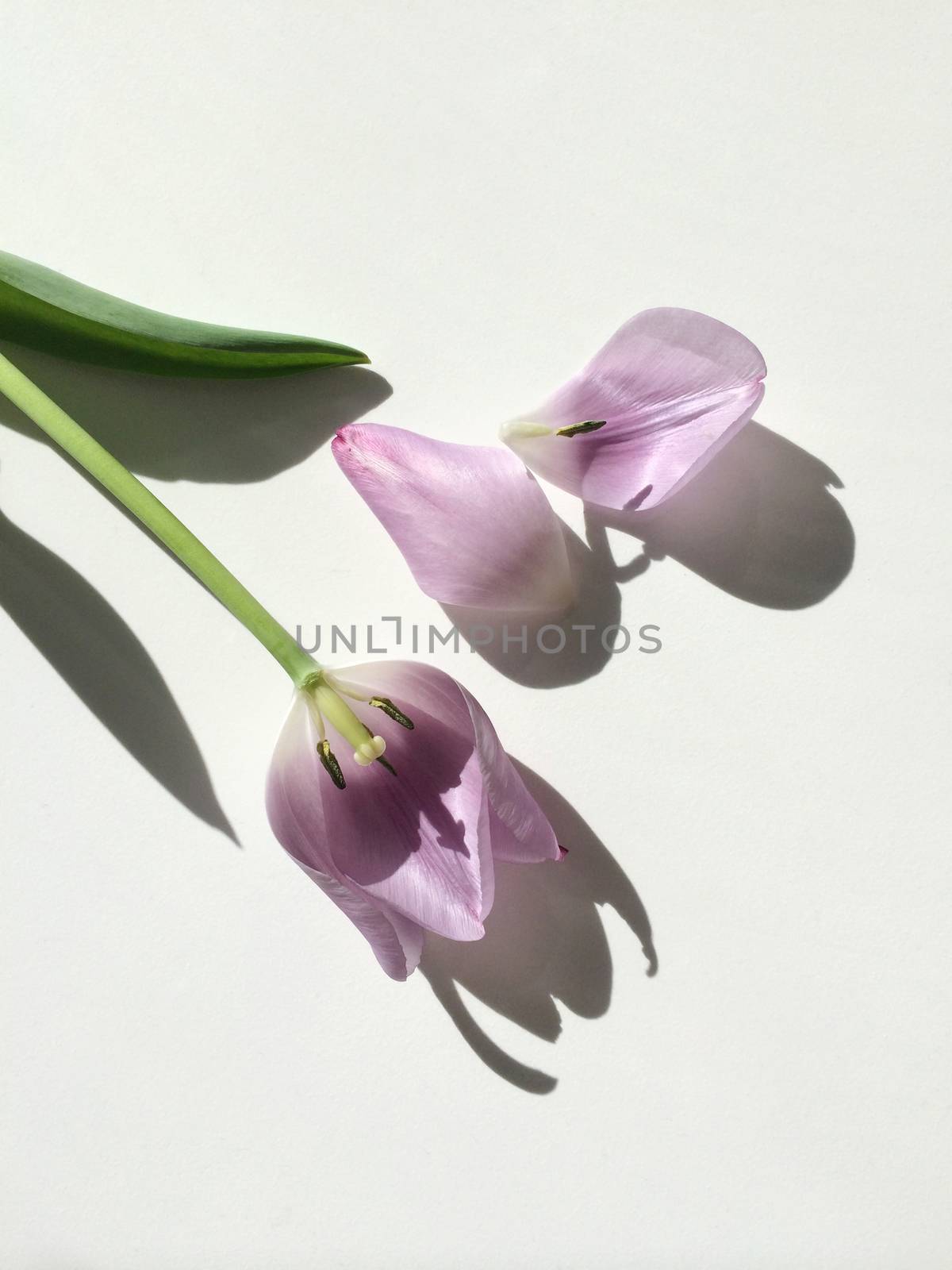 Purple tulip loosing its petals