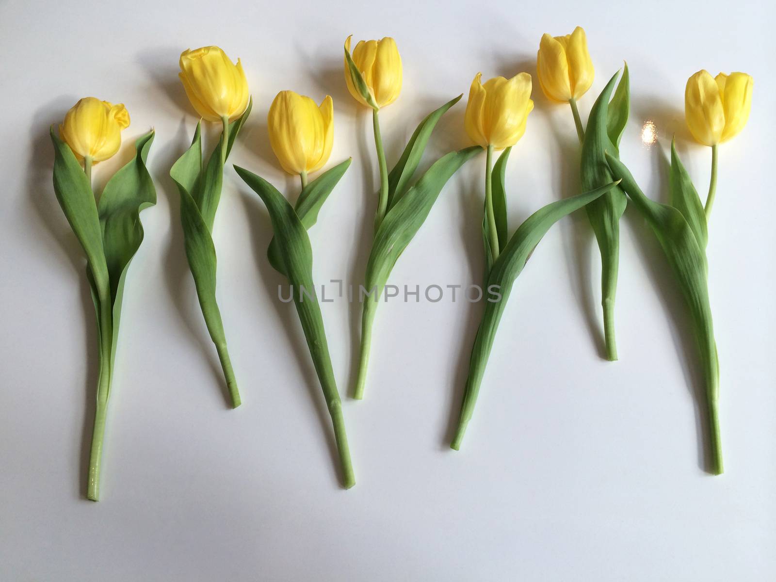 Row of yellow tulips on white