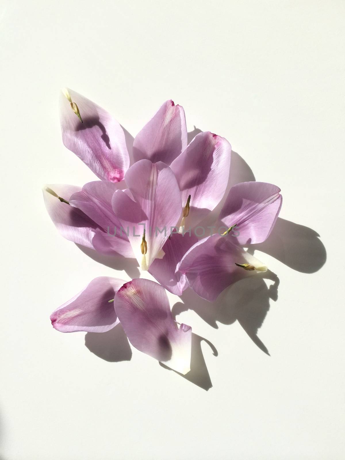 Tulip petals by mmm