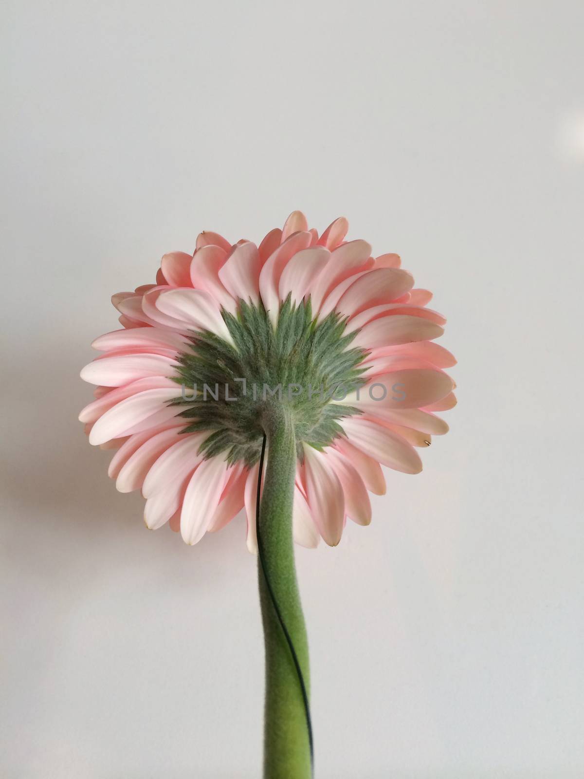 Pink daisy by mmm