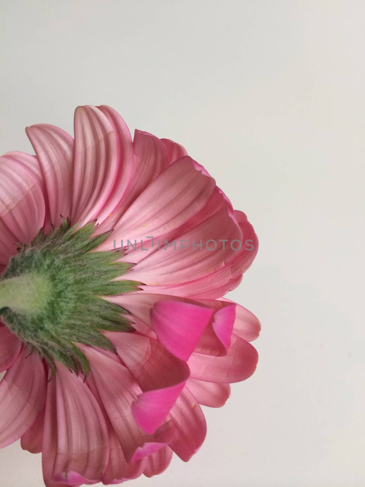 Bright pink daisy by mmm