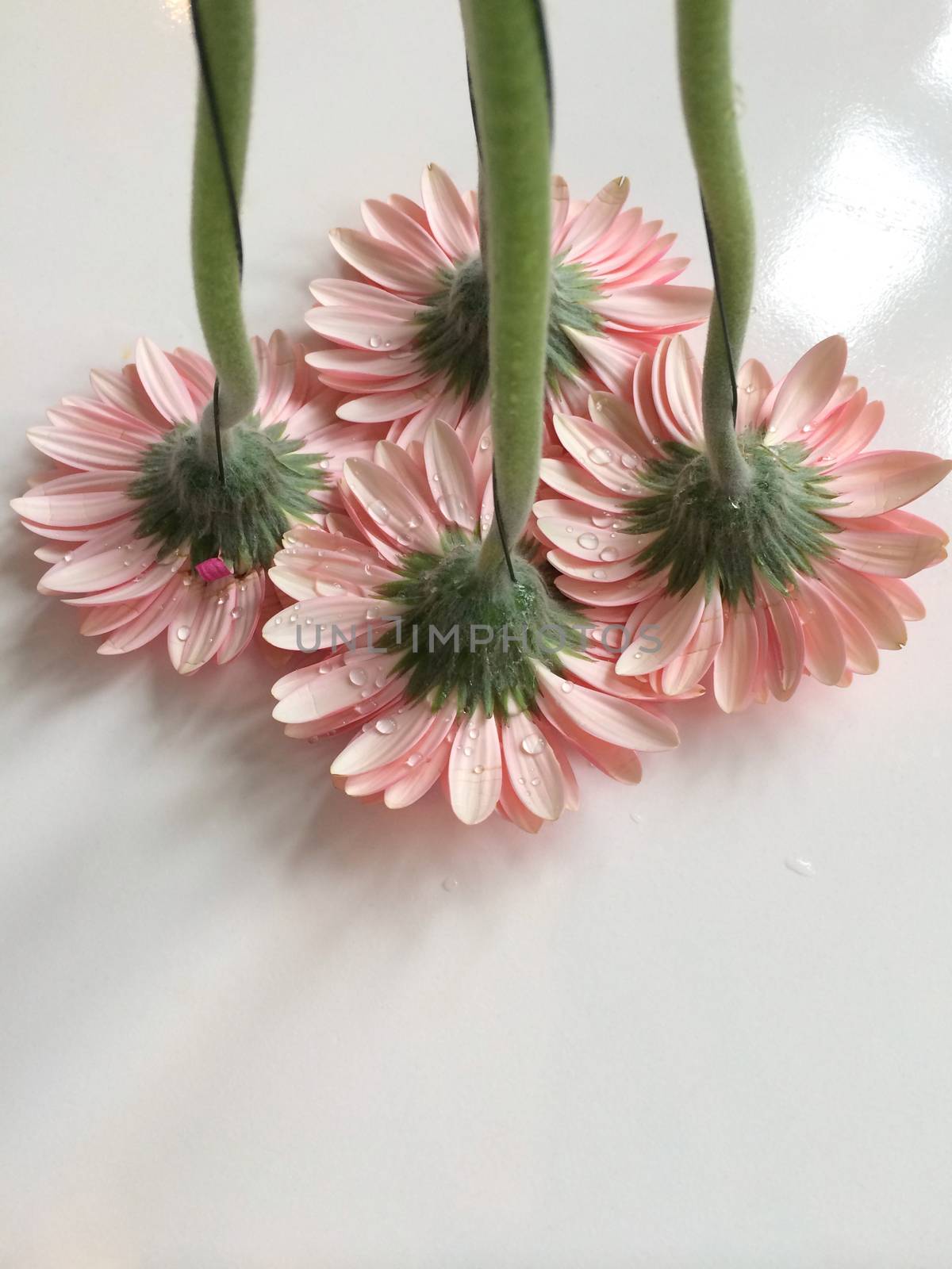 Upside down pink daisies with water drops