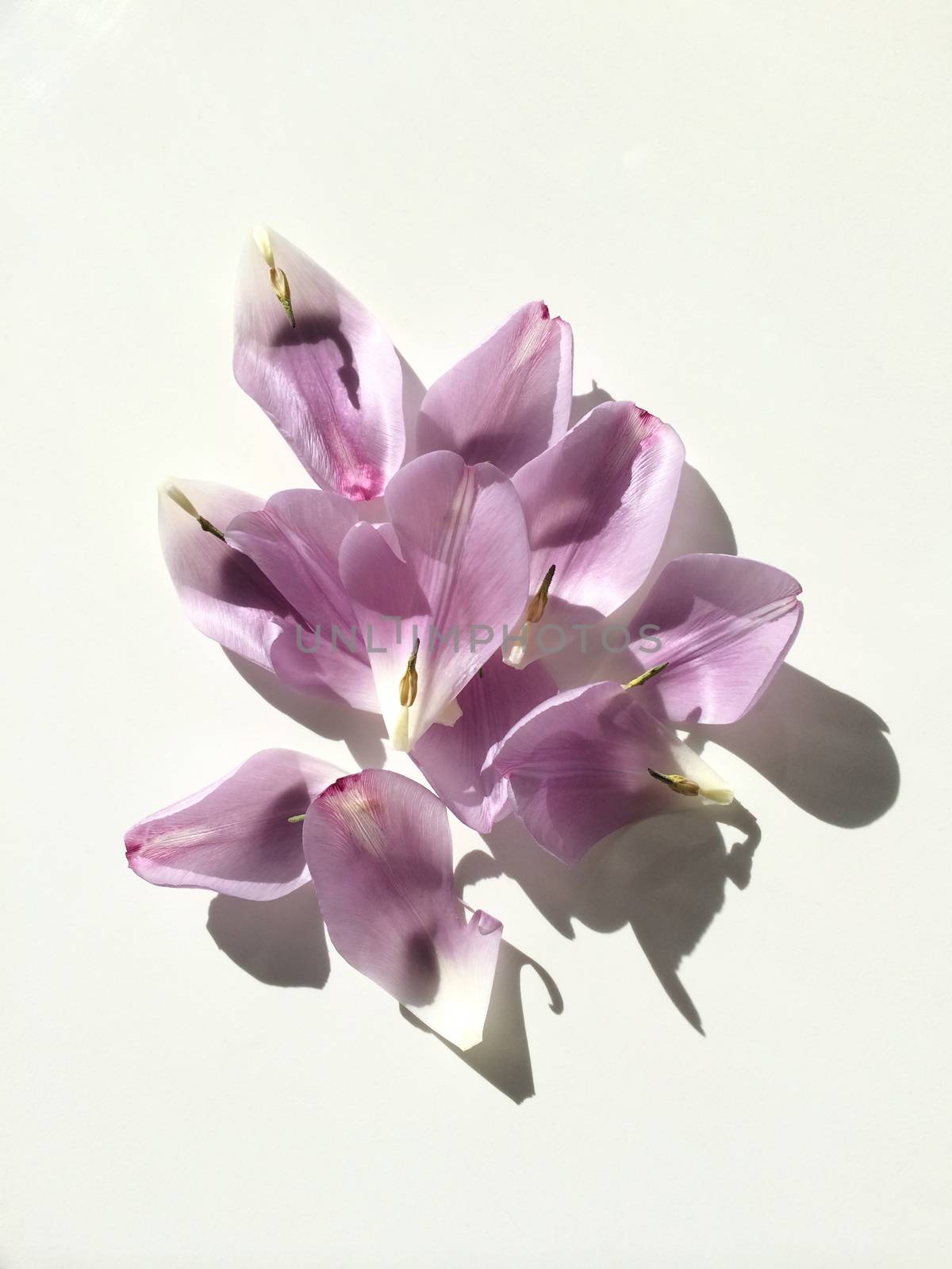 Tulip petals by mmm